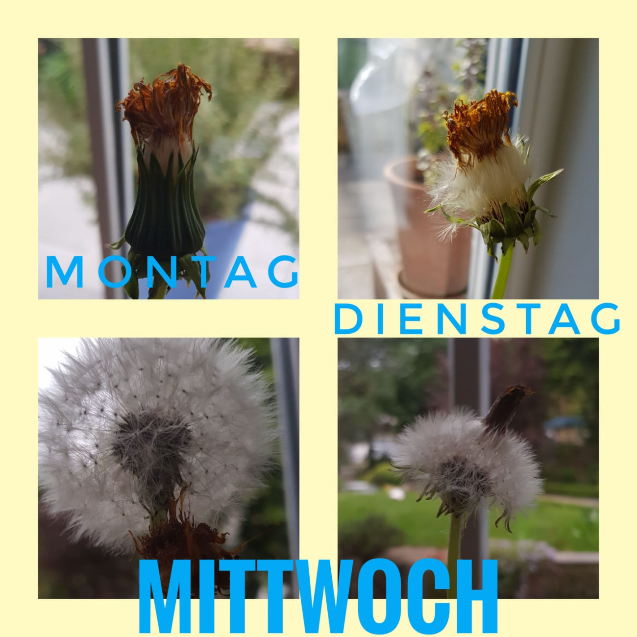 PROJEKT - DER LÖWENZAHN | Kindergarten und Krippe Regenbogen