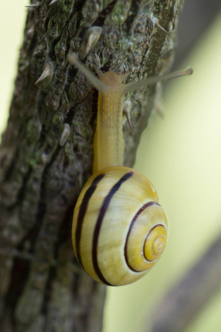 Schnecke